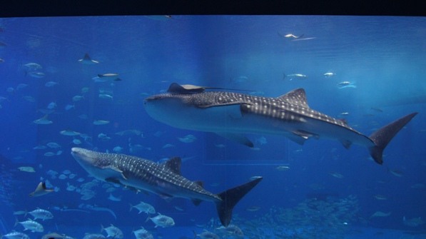 whale sharks at Okinawa aquarium