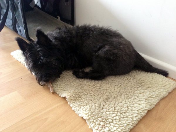 Holly the black cairn terrier dog with Bone