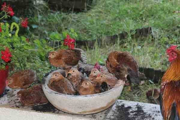 Chicks in a bowl
