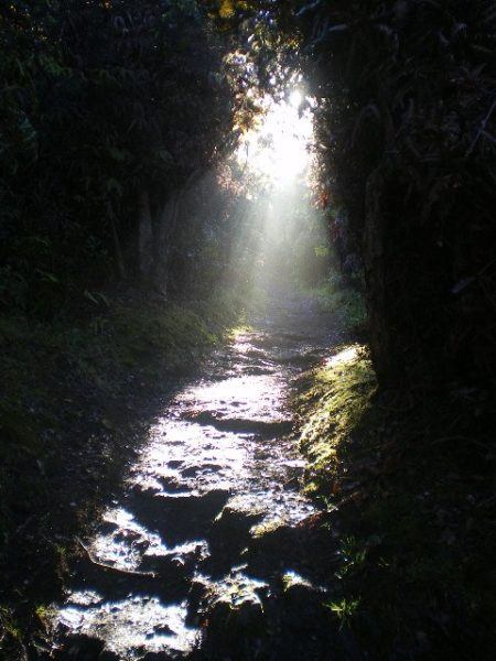 light on the path ahead