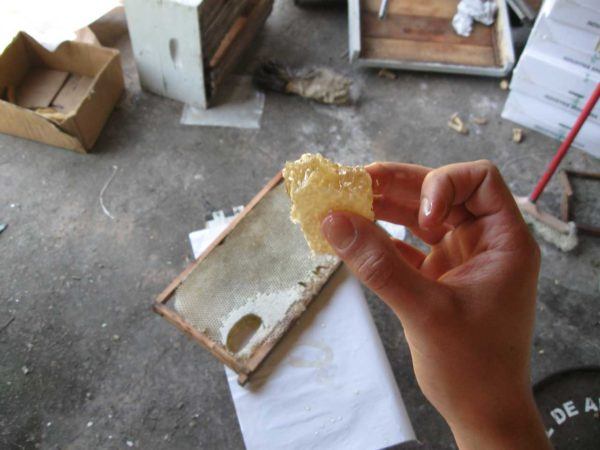 Concordia-037 a hunk of raw honeycomb
