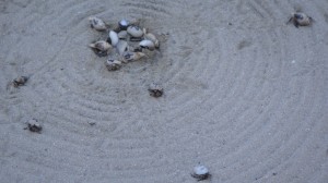 crab races in the South Pacific