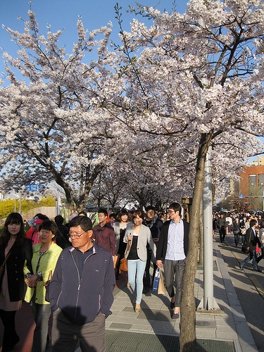Cherry Blossom Parties