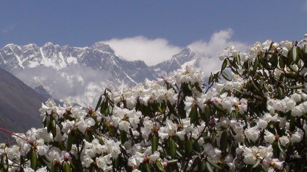 Mt. Everest poking out behind white flowers