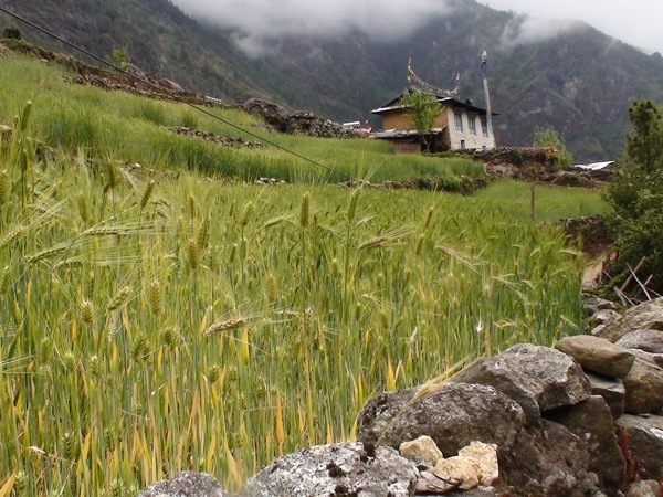 Green fields in Lukla