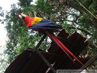 Parrott