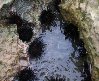 sea urchins