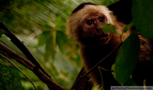 sneaky monkey....spied while volunteering in Costa Rica