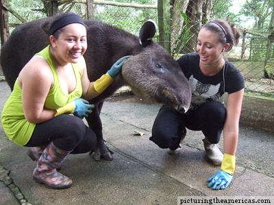 interacting with a tapir while volunteering in Costa Rica at a zoo