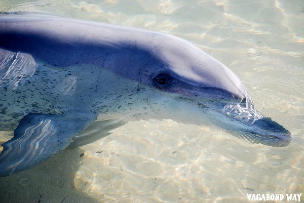 dolphin