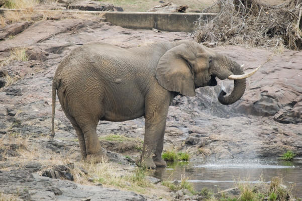 elephant