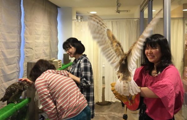 owl cafe antics