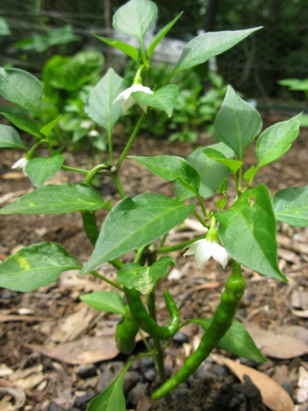 garden-2 pepper plants - gardening down under