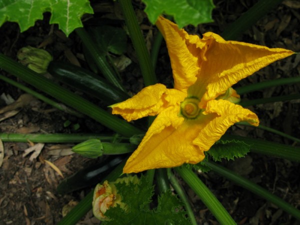 garden-3 zucchini flower
