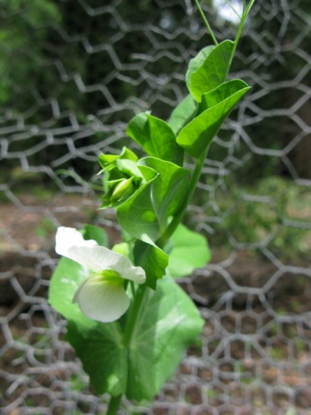garden-4 pea flower