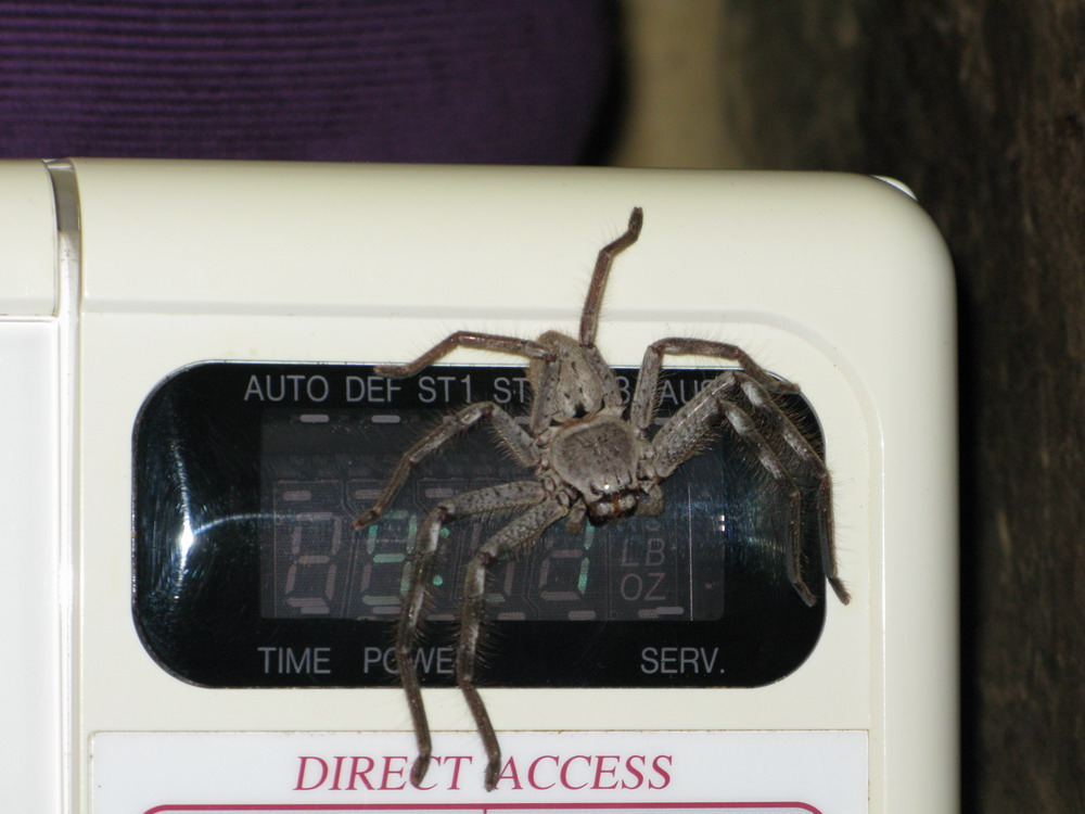 [huntsman.jpg]