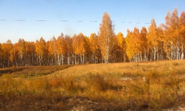 golden trees as seen from the Trans Manchurian train