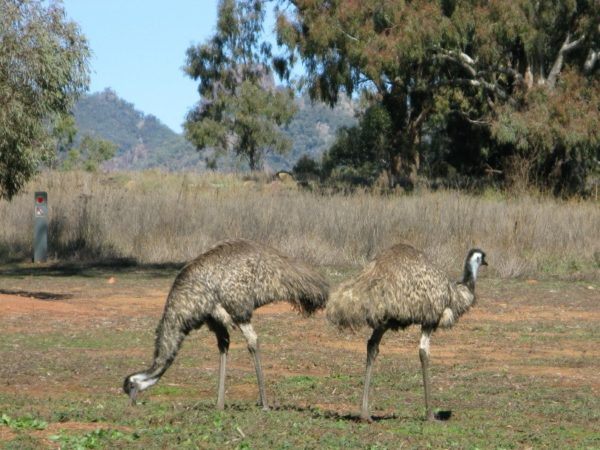 IMG_0603_1 Emus - the fastest of all Australian birds