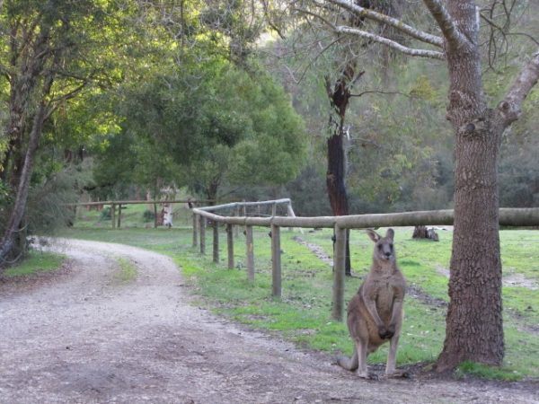 Kangaroo at Kingbilli estates in Victoria, Australia