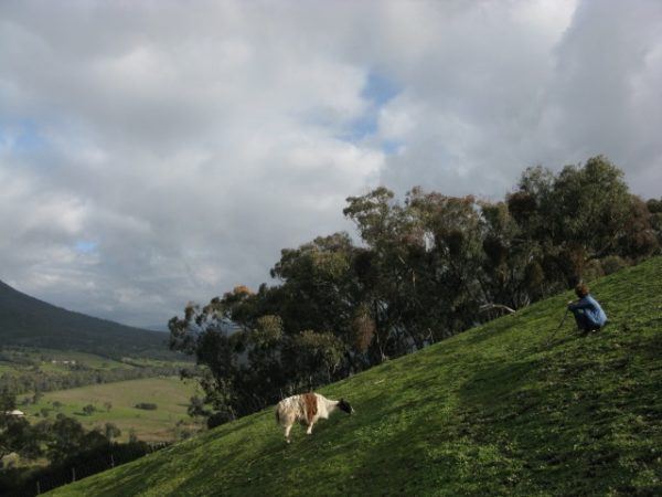 Llama wrangling in Australia