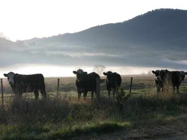 IMG_3380_1 winter fog in Australia behind cows