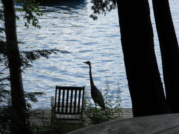 blue heron on a dock in Muskoka