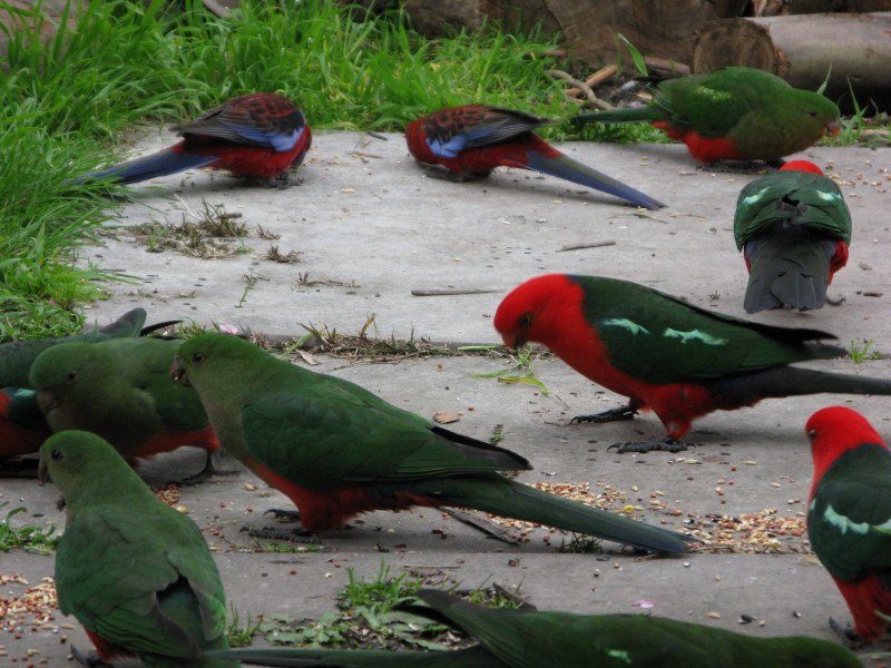 King Parrots in Australia