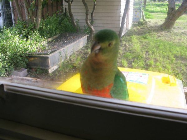 IMG_3746_1 This king parrot is one of my fav Australian birds - he comes to my window to say hello every day!