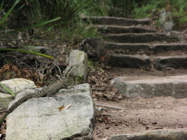 lizard on a rock beside Manly Scenic Walkway stairs
