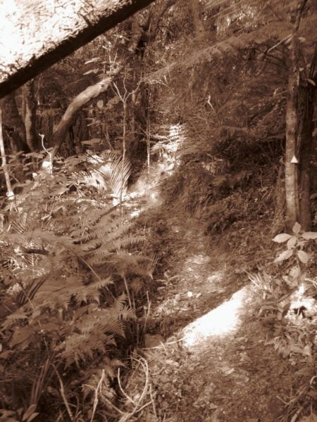A sepia image of the walking trails in New Zealand on the Coromandel peninsula