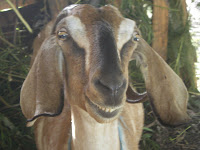 Smiling goat