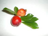 Strawberry Guava, one of my favourite natural foods from Hawaii
