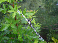 spider on a web