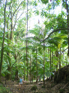 Nora Dunn surrounded by tall old rainforest in Hawaii