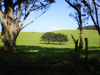 farmland in the north part of Hawaii's big island