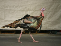 wild turkey crossing the street