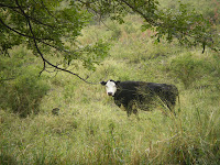 cow in a field