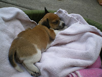 nursing an injured puppy in Hawaii