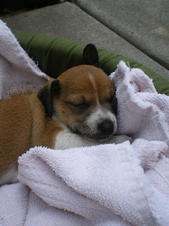 an injured puppy in a towel; gaining insight into animal rights in Hawaii
