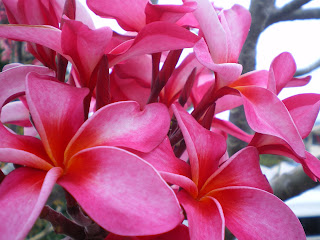 pink flowers, symbolic of life changes