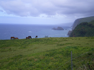 Horses grazing on the Pulolu Valley in Hawaii