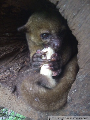 Inge-Costa-Rica-Zoo