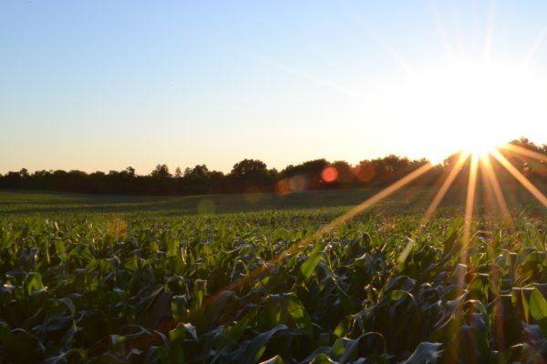 farm - how to make money on the road holiday visa