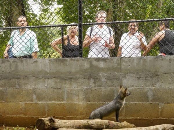Fox Cage