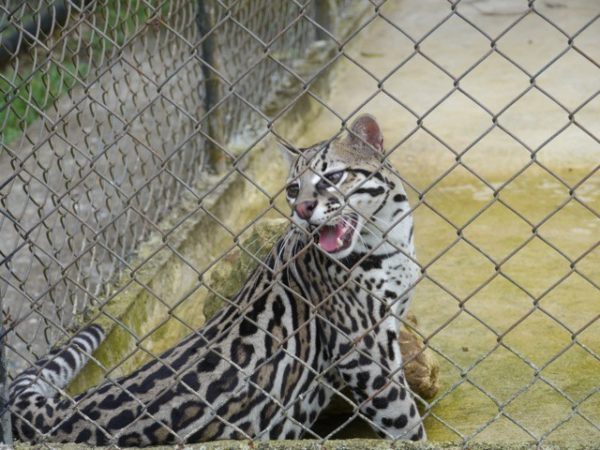 Ocelot in captivity
