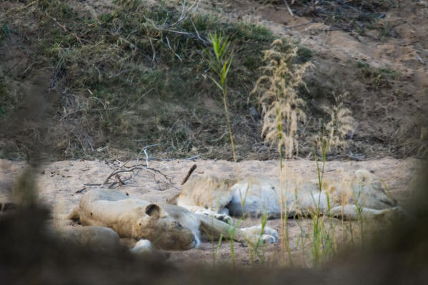 lions