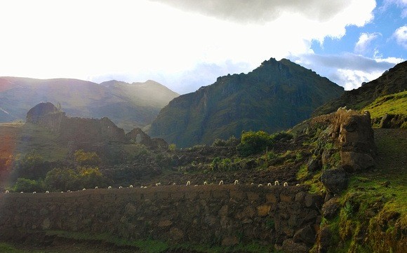 san pedro, ayahuasca, and plant medicine in Peru