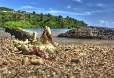 Grenada beach sand and shells