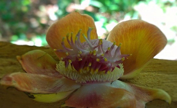 jungle flower