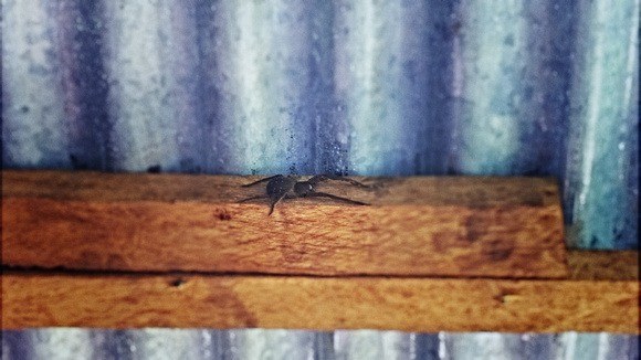a large tarantula living in my tambo